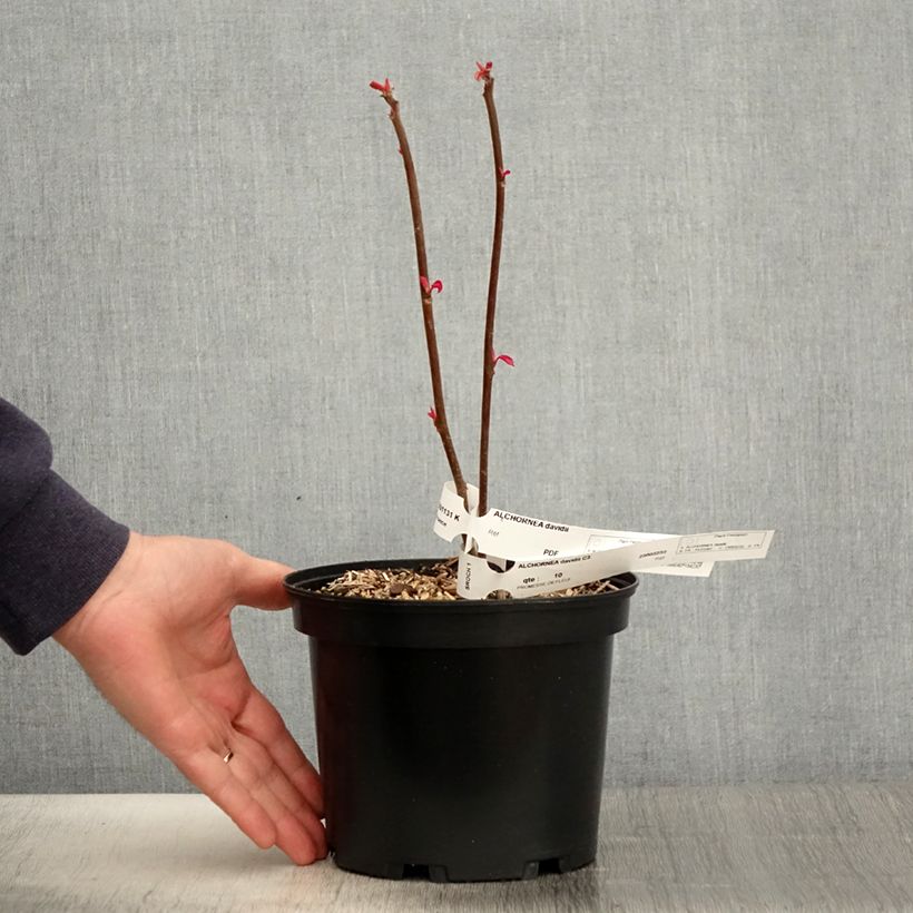 Alchornea davidii Vaso da 3L/4L esemplare consegnato in primavera