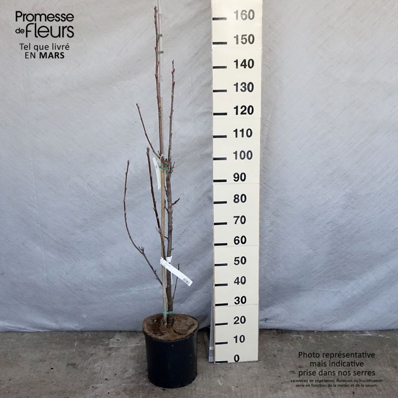 Sorbus aria Lutescens - Sorbo montano Vaso da 12L/15L, Vaso impalcato esemplare consegnato in primavera