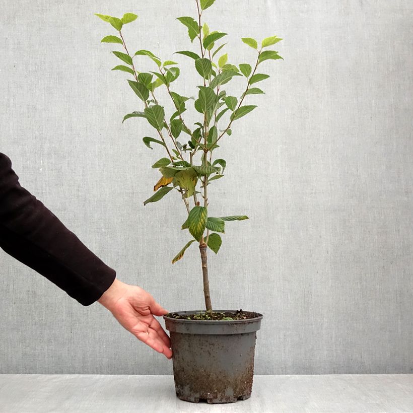 Esemplare di Sorbus alnifolia Red Bird - Ciliegio tardivo a foglie d'ontano Vaso da 4L/5L come consegnato in autunno