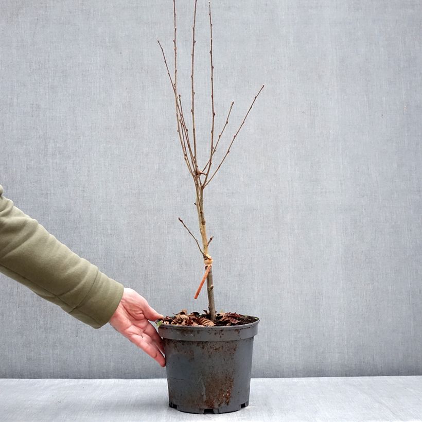 Sorbus alnifolia Red Bird - Ciliegio tardivo a foglie d'ontano Vaso da 4L/5L esemplare consegnato in inverno