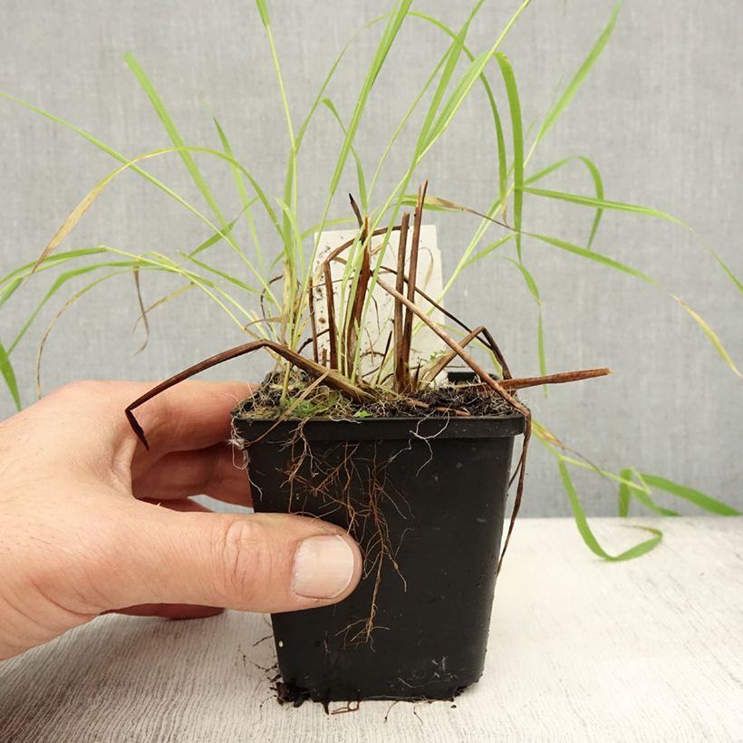 Esemplare di Alisma lanceolatum - Mestolaccia lanceolata Vasetto da 8/9 cm come consegnato in autunno