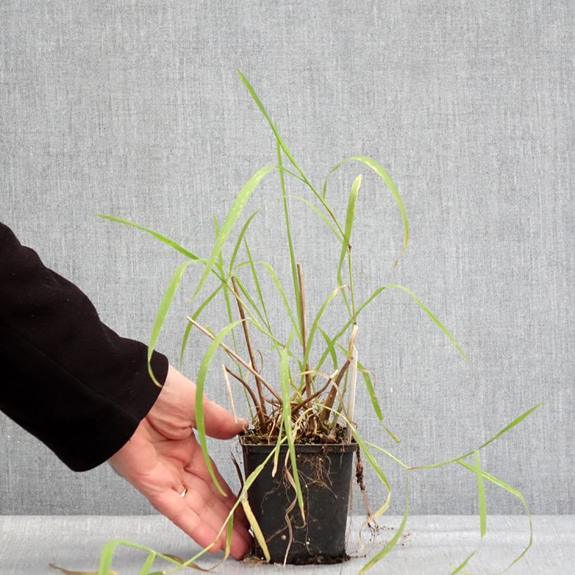 Alisma lanceolatum - Mestolaccia lanceolata Vasetto da 8/9 cm esemplare consegnato in inverno