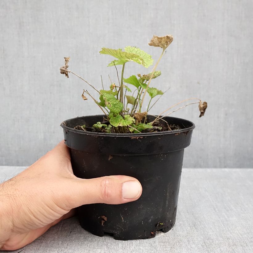 Esemplare di Alliaria petiolata - Alliaria comune Vaso da 1,5L/2L come consegnato in autunno