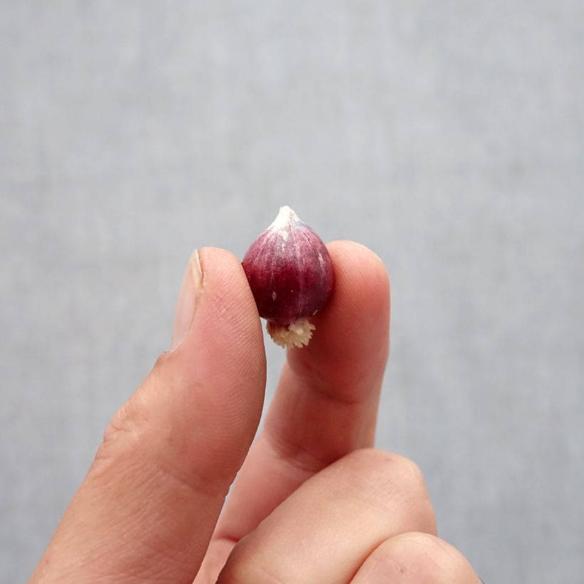 Esemplare di Allium amplectens Graceful Beauty - Aglio ornamentale Bulbo taglia 5+ come consegnato in autunno