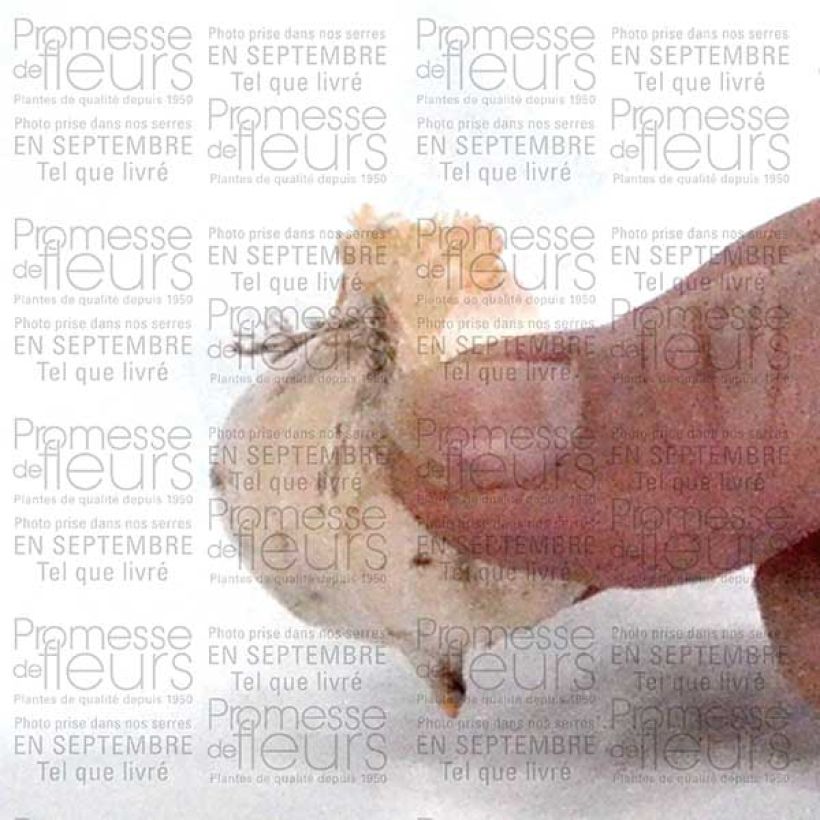 Esempio di esemplare Ail d'ornement - Allium bulgaricum ou nectaroscordum Bulbe calibre 8/10 come consegnato