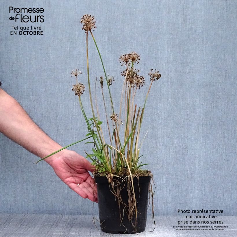 Esemplare di Allium Millenium - Aglio ornamentale Vaso da 2L/3L come consegnato in autunno