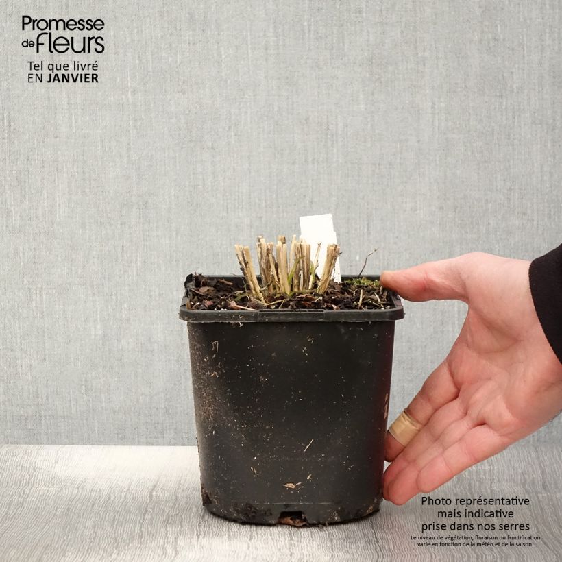 Aglio cinese Cliffs of Dover Vaso da 2L/3L esemplare consegnato in inverno