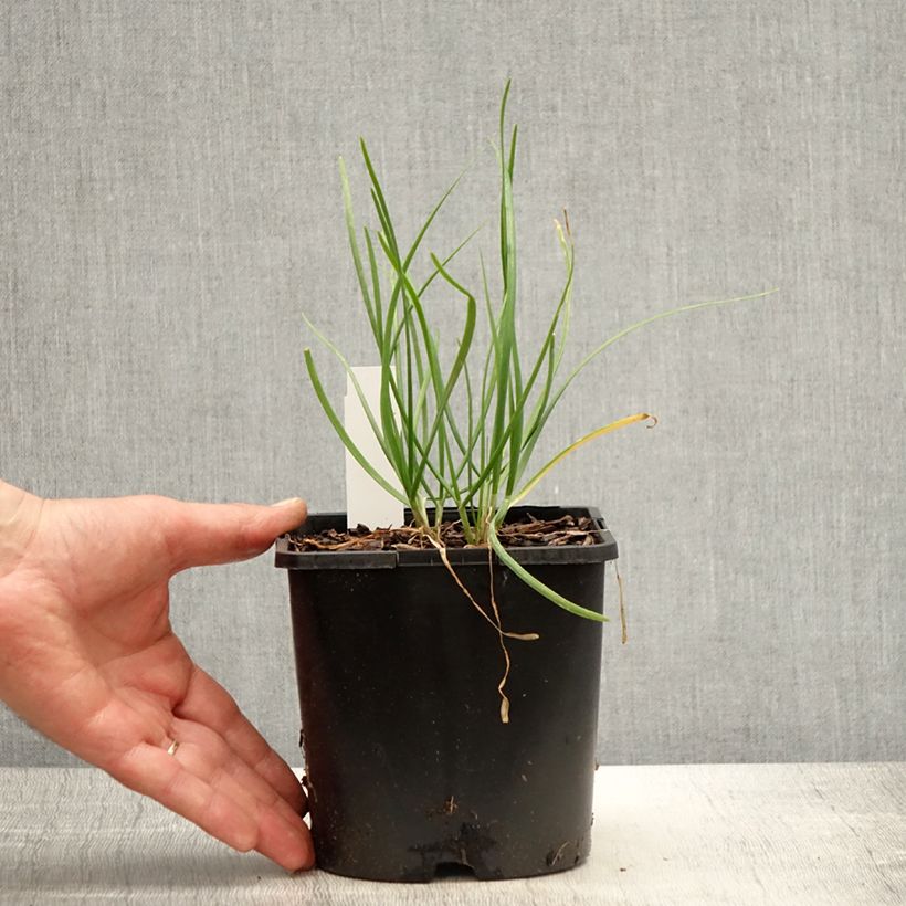 Aglio cinese Cliffs of Dover Vaso da 2L/3L esemplare consegnato in primavera