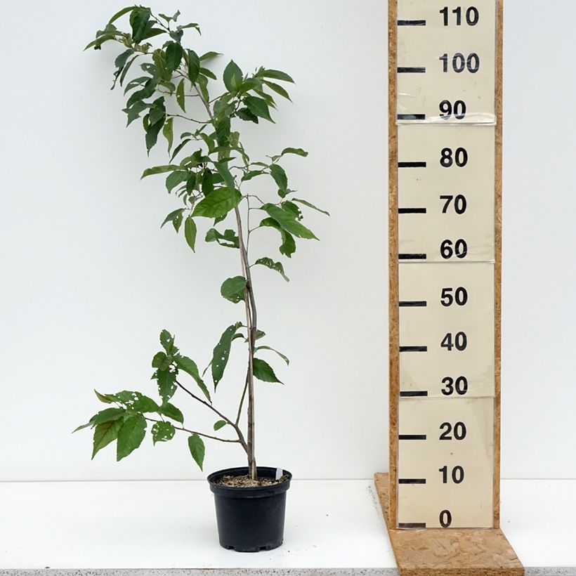 Esemplare di Alnus spaethii - Ontano Vaso da 3L/4L come consegnato in autunno