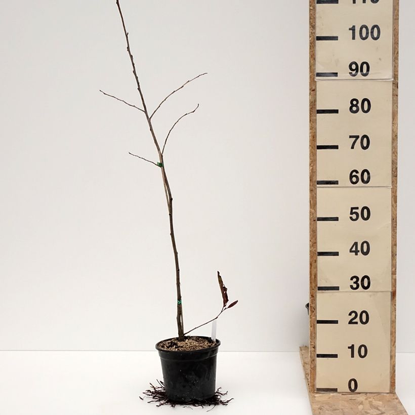 Alnus spaethii - Ontano Vaso da 3L/4L esemplare consegnato in inverno