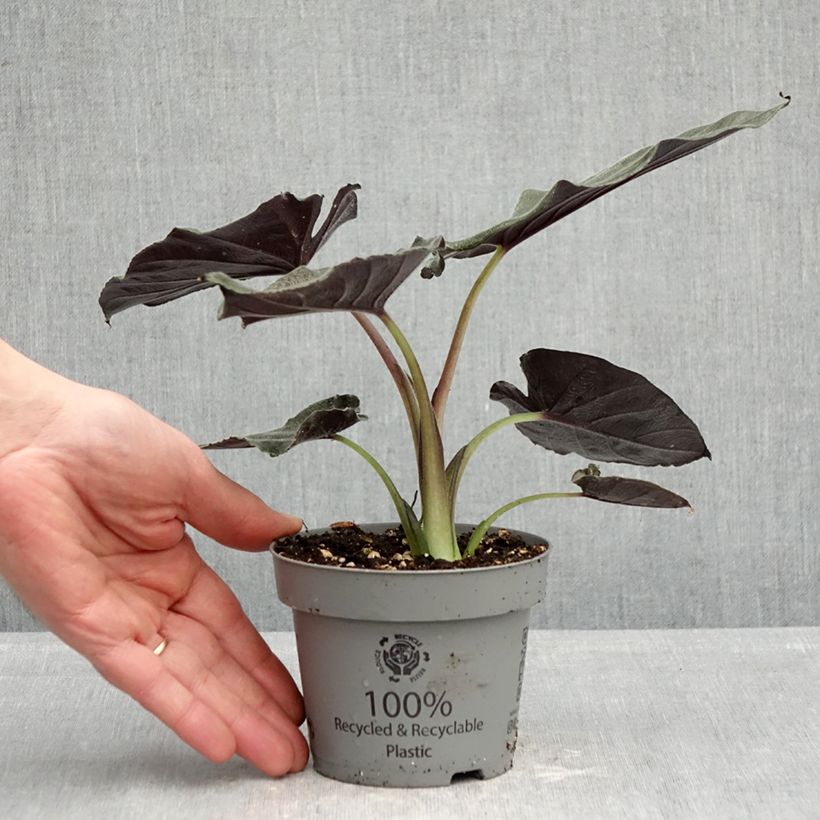 Alocasia Antoro Velvet - Orecchie d'Elefante Vaso da Ø 12 cm / 13 cm esemplare consegnato in primavera
