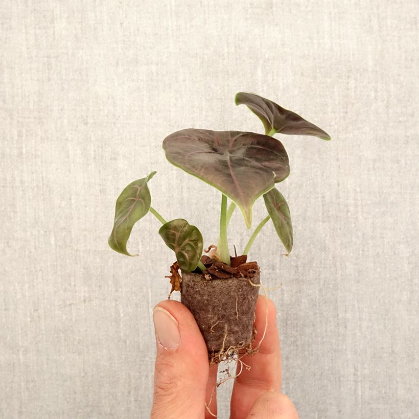 Alocasia azlanii - Orecchie d'Elefante Mini-plante esemplare consegnato in primavera