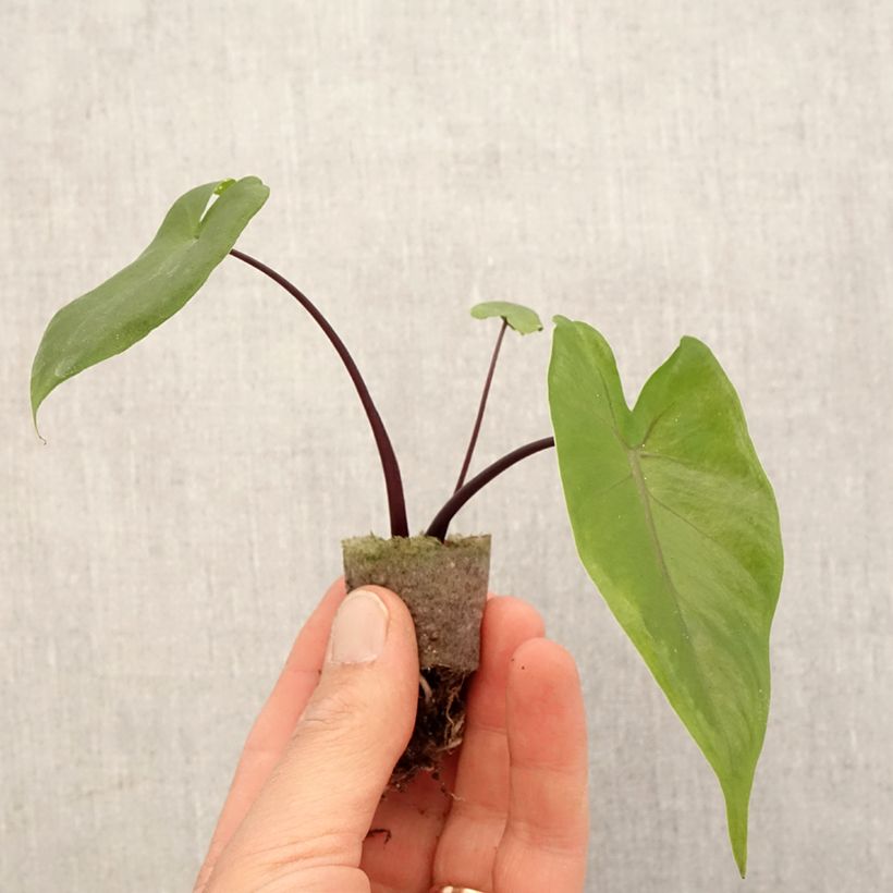 Alocasia Black Stem - Orecchie d'Elefante Mini-plante esemplare consegnato in primavera