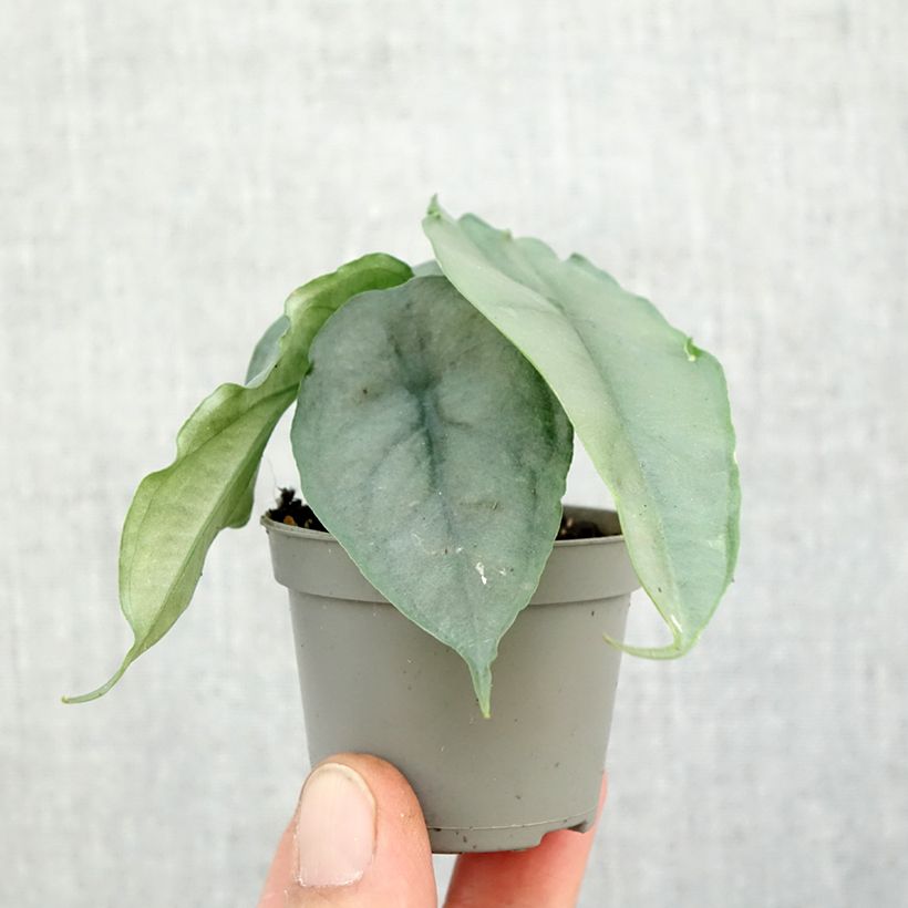 Esemplare di Alocasia Dragon's Breath - Orecchie d'Elefante Mini-plante come consegnato in autunno