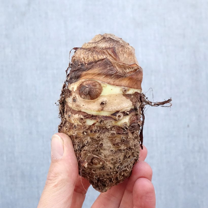 Alocasia macrorrhizos - Orecchie d'Elefante Bulbo taglia I esemplare consegnato in primavera