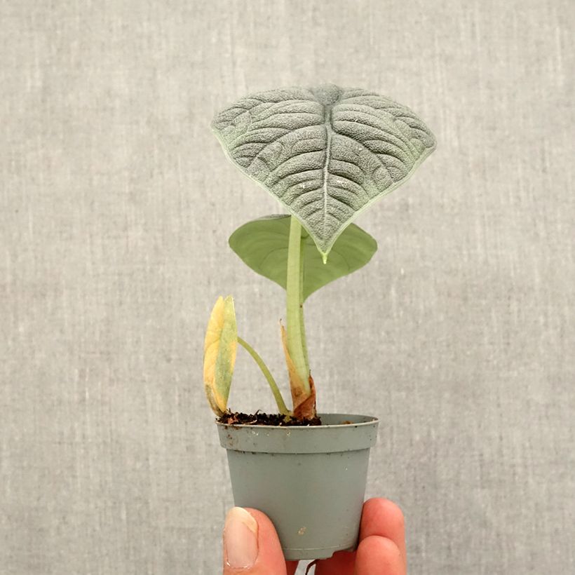 Esemplare di Alocasia melo -  Orecchie d'Elefante Mini-plante come consegnato in autunno