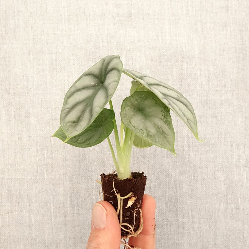 Alocasia Silver Dragon - Orecchie d'Elefante Mini-plante esemplare consegnato in primavera