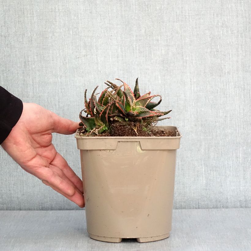 Aloe Christmas Carol Vaso da 3L/4L esemplare consegnato in inverno