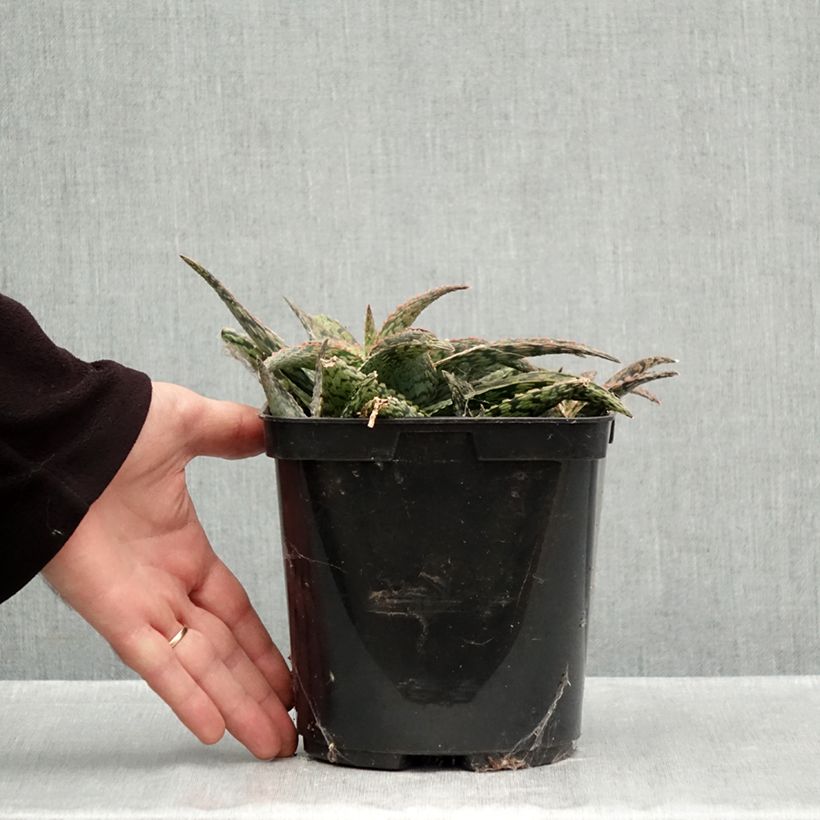 Esemplare di Aloe Delta Lights Vaso da 3L/4L come consegnato in autunno