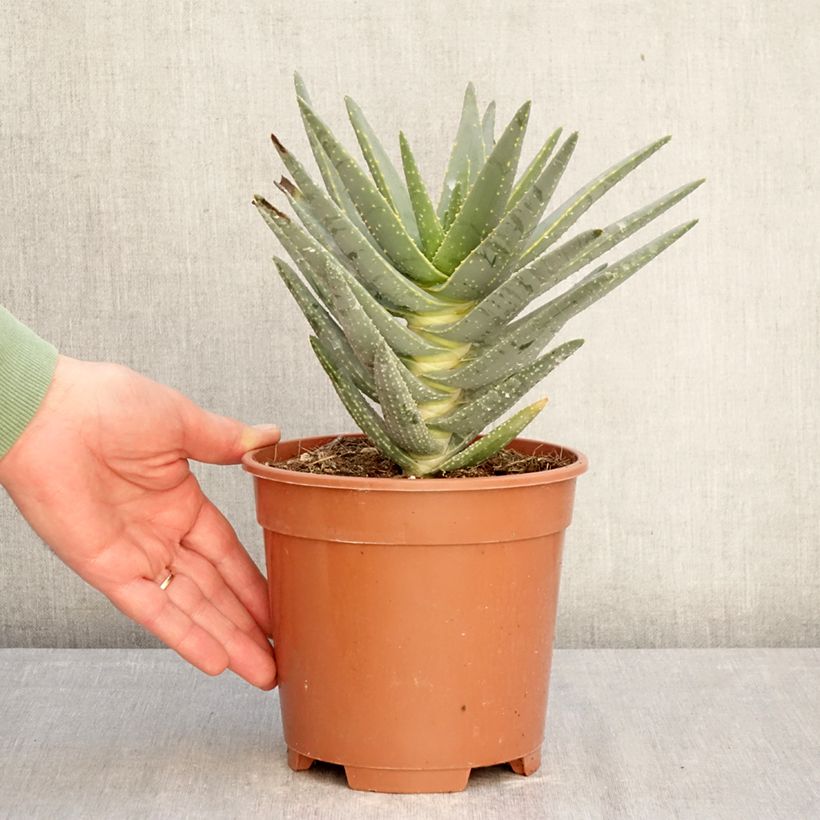 Aloe dichotoma Vaso da 2L/3L esemplare consegnato in inverno