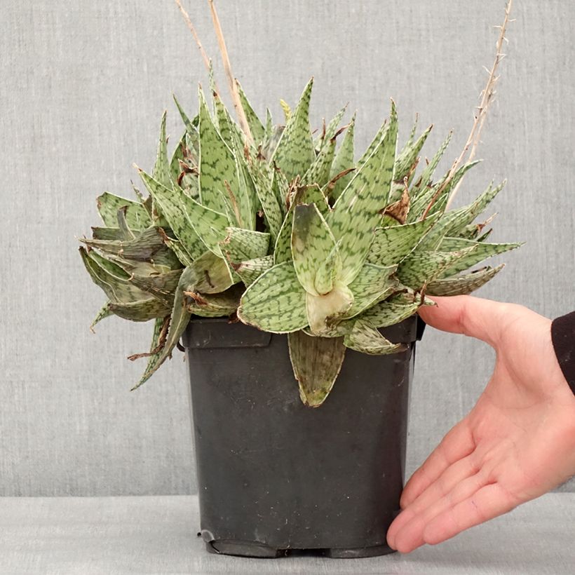 Aloe harlana Vaso da 3L/4L esemplare consegnato in inverno