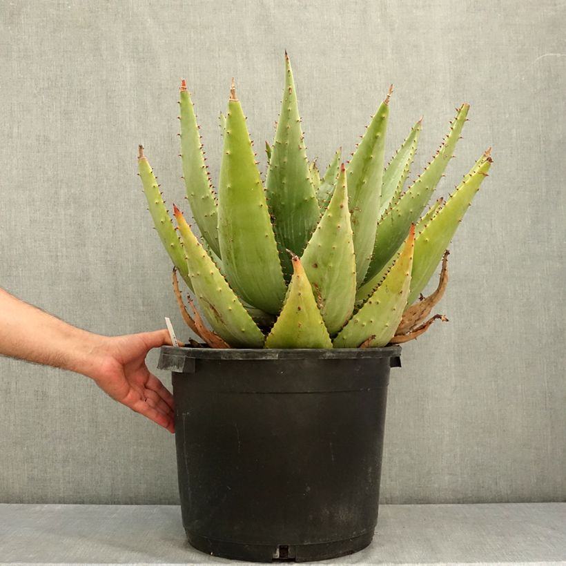 Esemplare di Aloe marlothii Vaso da 20L/25L consegnato in estate