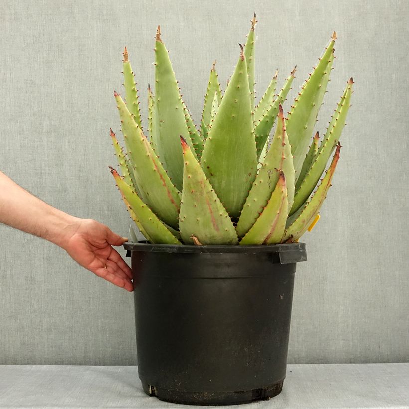 Aloe marlothii Vaso da 20L/25L esemplare consegnato in primavera