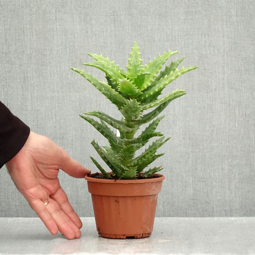 Esemplare di Aloe morogoroensis Vaso da Ø 12 cm / 13 cm come consegnato in autunno