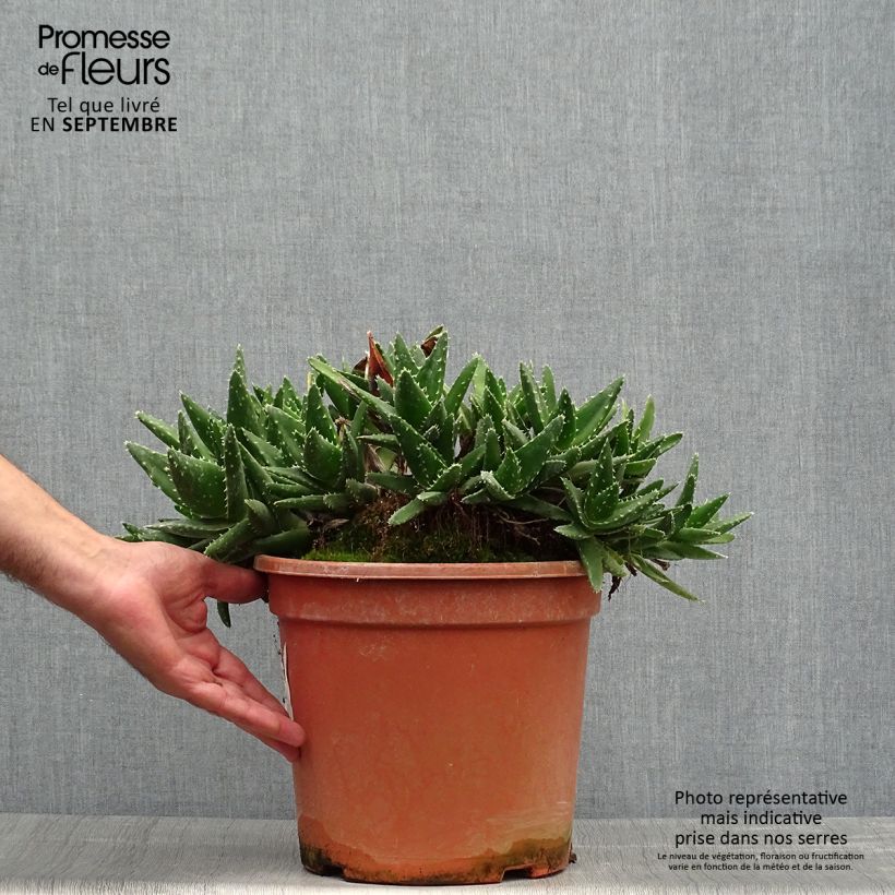 Esemplare di Aloe perfoliata Vaso da 7,5L/10L come consegnato in autunno