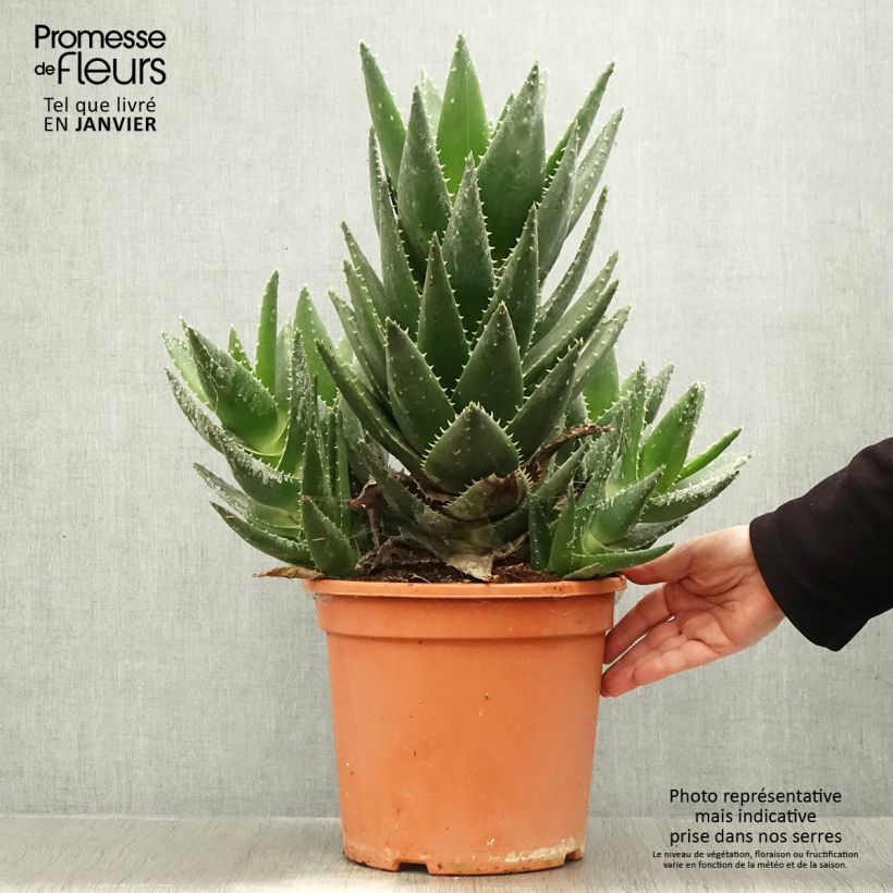 Aloe perfoliata Vaso da 7,5L/10L esemplare consegnato in inverno