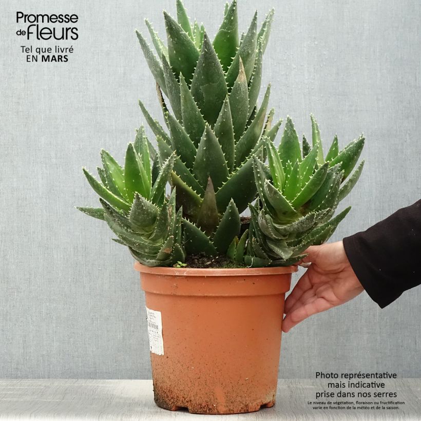Aloe perfoliata Vaso da 7,5L/10L esemplare consegnato in primavera