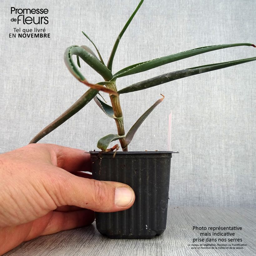 Esemplare di Aloe striatula ArticJungle Vasetto da 8/9 cm come consegnato in autunno