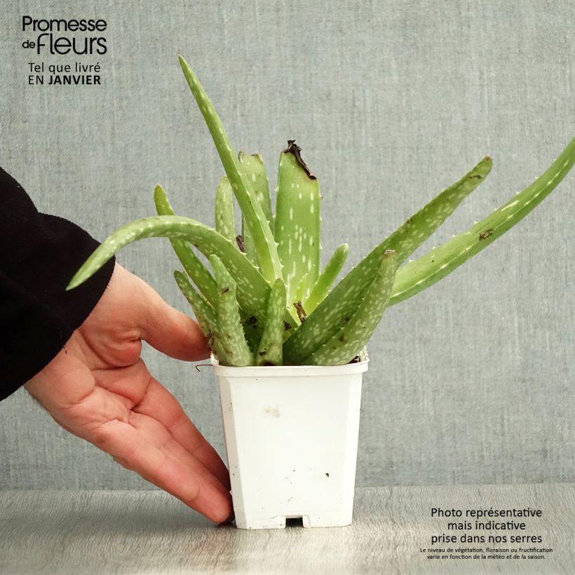 Aloe vera - Aloe delle Barbados Vasetto da 7/8 cm esemplare consegnato in inverno