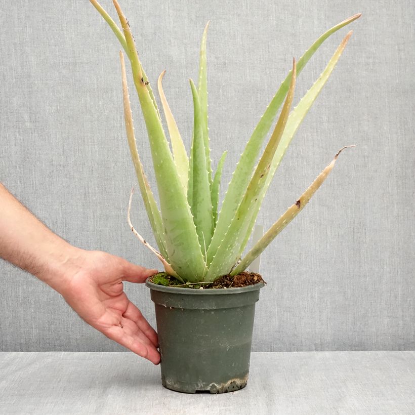 Esemplare di Aloe vera - Aloe delle Barbados Vaso da 2L/3L consegnato in estate