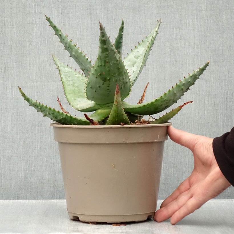 Esemplare di Aloe ferox Vaso da 4L/5L come consegnato in autunno