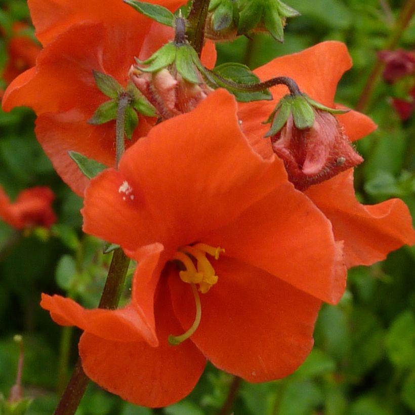Alonsoa meridionalis Improved Fireball (Fioritura)