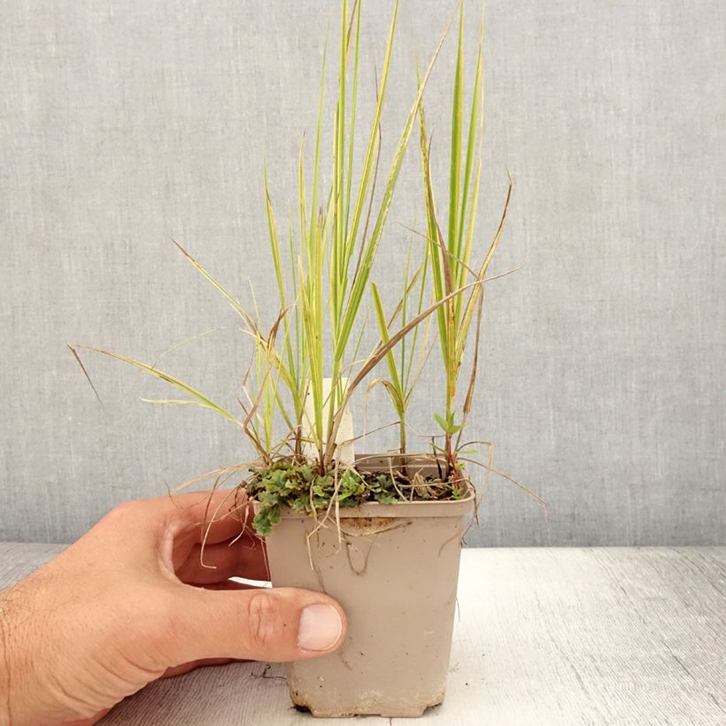 Esemplare di Alopecurus pratensis Aureovariegatus - Coda di topo comune Vasetto da 8/9 cm consegnato in estate