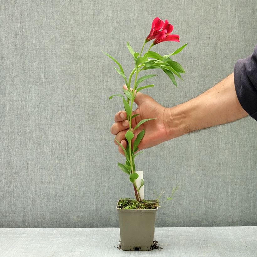 Esemplare di Alstroemeria Duc d'Anjou Arthur Vasetto da 8/9 cm consegnato in estate