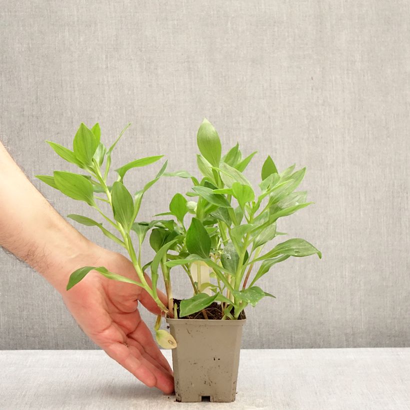 Alstroemeria Duc d'Anjou Arthur Vasetto da 8/9 cm esemplare consegnato in inverno