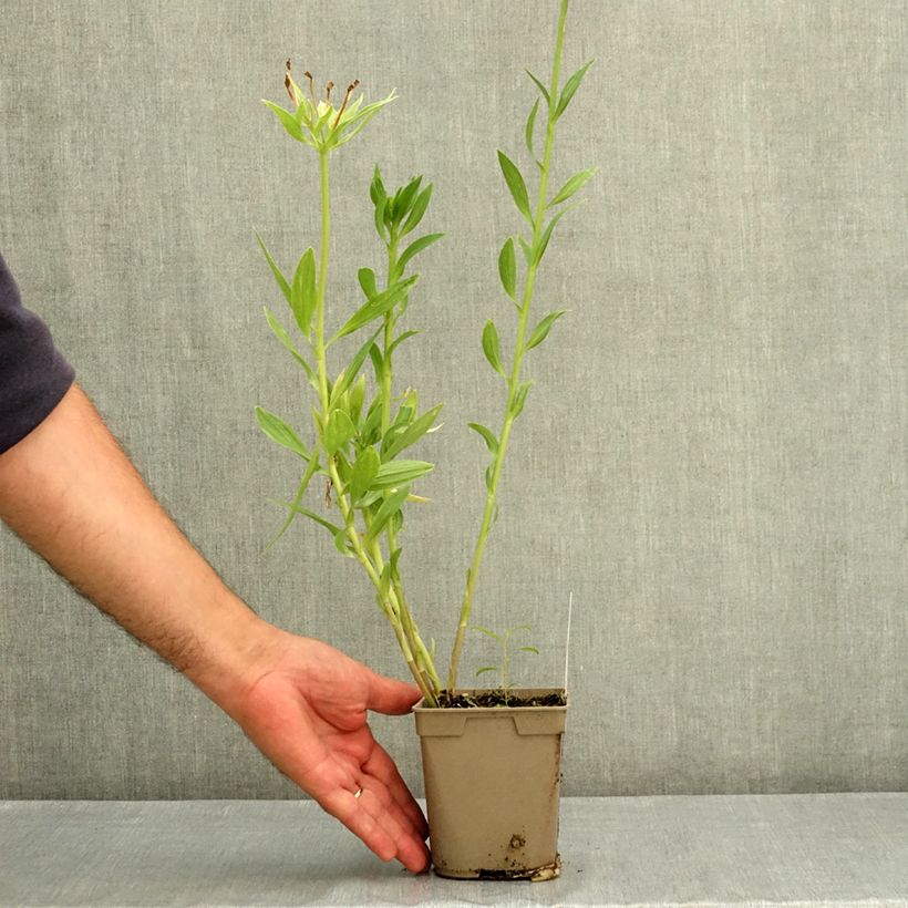 Esemplare di Alstroemeria Duc d'Anjou Charles Vaso da 1L/1,5L consegnato in estate