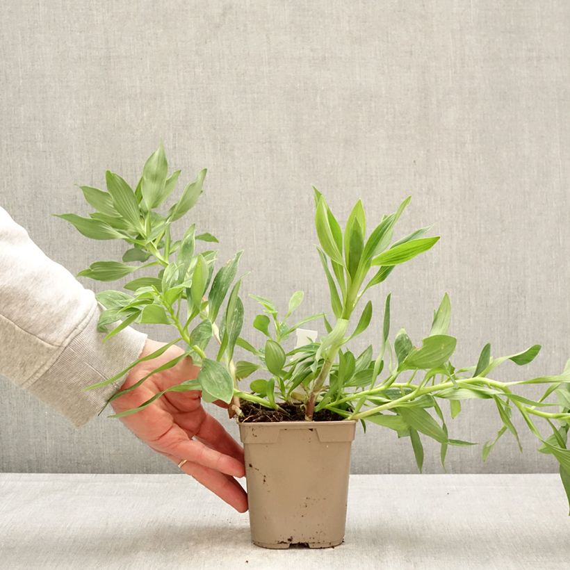 Alstroemeria Duc d'Anjou Charles Vaso da 1L/1,5L esemplare consegnato in primavera