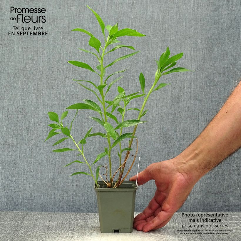 Esemplare di Alstroemeria Duc d'Anjou Edouard Vasetto da 8/9 cm come consegnato in autunno