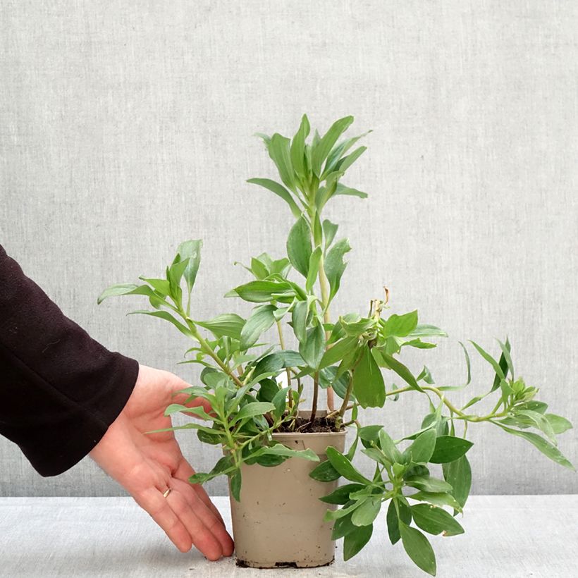 Alstroemeria Duc d'Anjou Edouard Vaso da 1L/1,5L esemplare consegnato in primavera