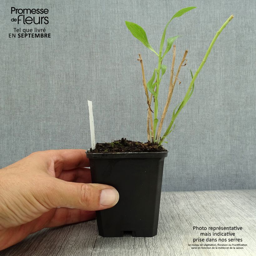 Esemplare di Alstroemeria Duc d'Anjou François Vasetto da 8/9 cm come consegnato in autunno