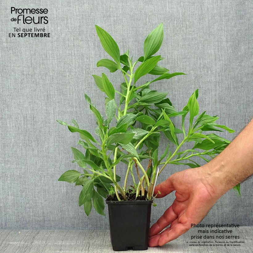 Esemplare di Alstroemeria Duc d'Anjou Jean Vasetto da 8/9 cm come consegnato in autunno