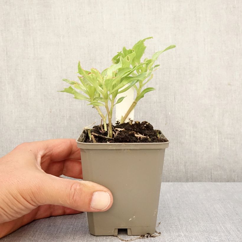 Esemplare di Alstroemeria Duc d'Anjou Louis Vasetto da 8/9 cm come consegnato in autunno