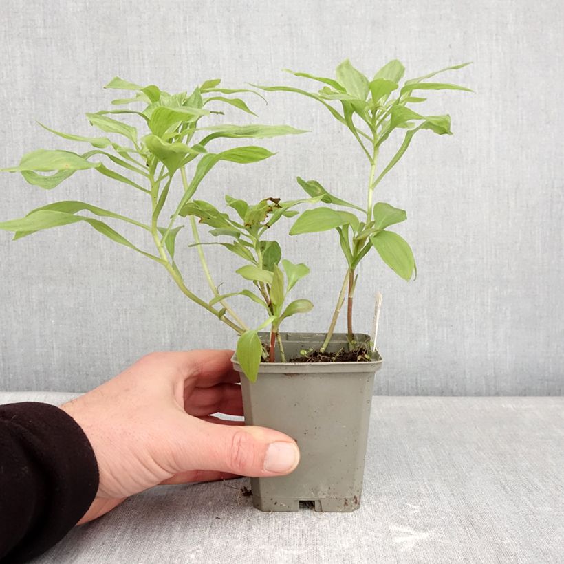 Alstroemeria Duc d'Anjou Louis Vasetto da 8/9 cm esemplare consegnato in inverno