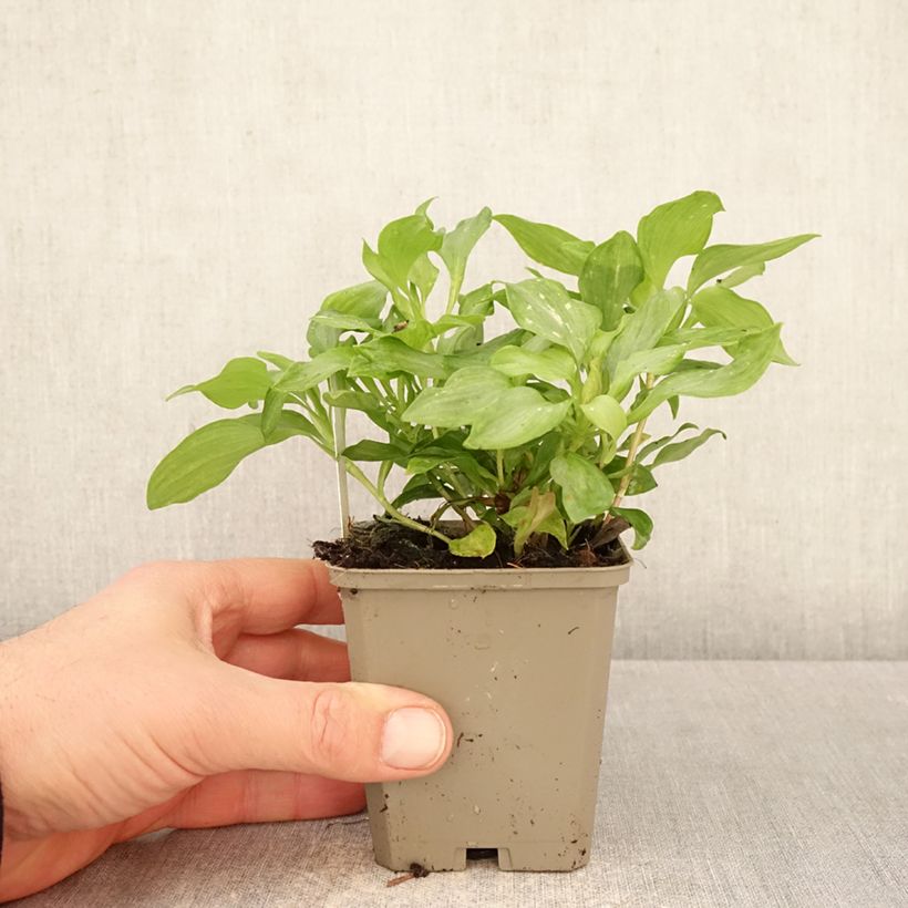 Alstroemeria Duc d'Anjou Louis Vasetto da 8/9 cm esemplare consegnato in primavera