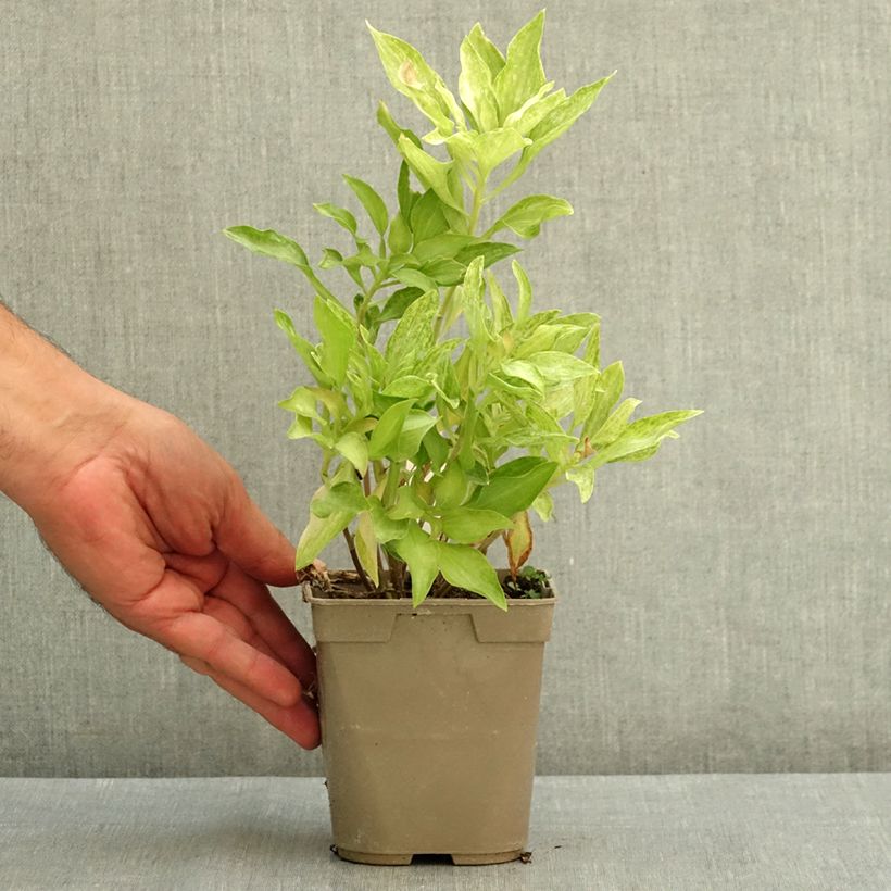 Esemplare di Alstroemeria Duc d'Anjou Louis Vaso da 1L/1,5L consegnato in estate