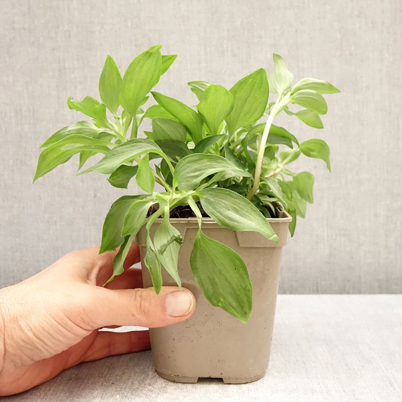 Alstroemeria Duc d'Anjou Louis Vaso da 1L/1,5L esemplare consegnato in primavera